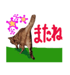ネコのひなちゃん サバトラスタンプ（個別スタンプ：8）