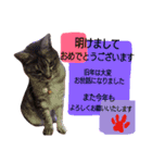 ネコのひなちゃん サバトラスタンプ（個別スタンプ：15）