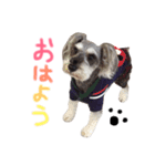 シュナのとんとん＆こむぎ（個別スタンプ：1）