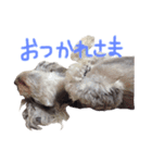シュナのとんとん＆こむぎ（個別スタンプ：4）