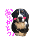 バーニーズマウンテンドッグ！（個別スタンプ：3）