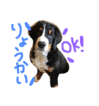 バーニーズマウンテンドッグ！（個別スタンプ：5）