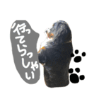 バーニーズマウンテンドッグ！（個別スタンプ：7）