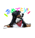 バーニーズマウンテンドッグ！（個別スタンプ：13）