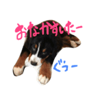 バーニーズマウンテンドッグ！（個別スタンプ：16）