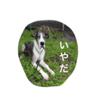 グレートデンMoo太スタンプ（個別スタンプ：11）