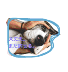 グレートデンMoo太スタンプ（個別スタンプ：13）