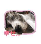 グレートデンMoo太スタンプ（個別スタンプ：16）