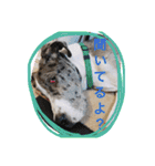 グレートデンMoo太スタンプ（個別スタンプ：23）