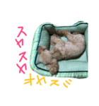 我がミルク（個別スタンプ：8）