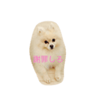 犬と男のスタンプ（個別スタンプ：1）