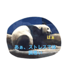 犬と男のスタンプ（個別スタンプ：7）