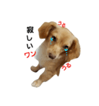 ミックス犬、虎鉄（個別スタンプ：1）
