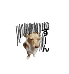 ミックス犬、虎鉄（個別スタンプ：2）