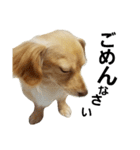 ミックス犬、虎鉄（個別スタンプ：3）