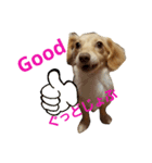 ミックス犬、虎鉄（個別スタンプ：4）