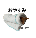 ミックス犬、虎鉄（個別スタンプ：5）