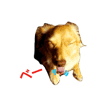 ミックス犬、虎鉄（個別スタンプ：7）