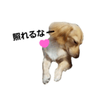 ミックス犬、虎鉄（個別スタンプ：8）