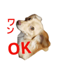 ミックス犬、虎鉄（個別スタンプ：9）