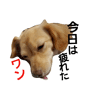 ミックス犬、虎鉄（個別スタンプ：10）