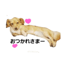 ミックス犬、虎鉄（個別スタンプ：11）