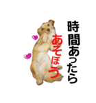 ミックス犬、虎鉄（個別スタンプ：12）