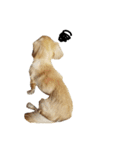 ミックス犬、虎鉄（個別スタンプ：13）
