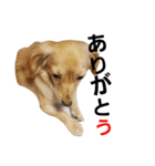 ミックス犬、虎鉄（個別スタンプ：14）