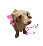 ミックス犬、虎鉄（個別スタンプ：16）