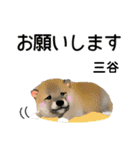 三谷さんが使う名前スタンプ・子犬イラスト（個別スタンプ：1）