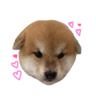 柴犬 ビビ（個別スタンプ：1）