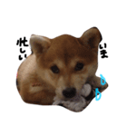 柴犬 ビビ（個別スタンプ：3）