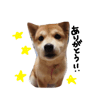 柴犬 ビビ（個別スタンプ：6）