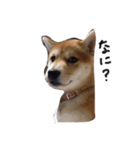 柴犬 ビビ（個別スタンプ：7）