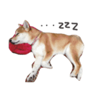 柴犬 ビビ（個別スタンプ：8）