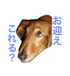 ラッキー＆嵐さんスタンプ（個別スタンプ：4）