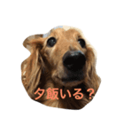 ラッキー＆嵐さんスタンプ（個別スタンプ：5）