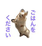 ラッキー＆嵐さんスタンプ（個別スタンプ：7）