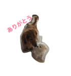 ラッキー＆嵐さんスタンプ（個別スタンプ：8）