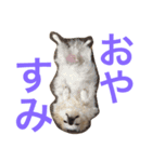 ラッキー＆嵐さんスタンプ（個別スタンプ：9）