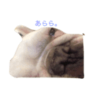 A beautiful dog（個別スタンプ：2）
