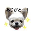 ペキチワおでんくん（個別スタンプ：1）