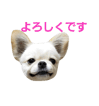 ペキチワおでんくん（個別スタンプ：4）