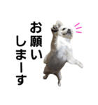 ペキチワおでんくん（個別スタンプ：5）