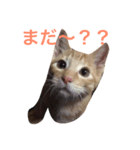 にゃんすたいる（個別スタンプ：1）