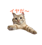 にゃんすたいる（個別スタンプ：5）