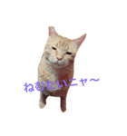 にゃんすたいる（個別スタンプ：6）