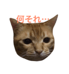 にゃんすたいる（個別スタンプ：8）