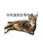 Qbの中二猫日記（個別スタンプ：1）